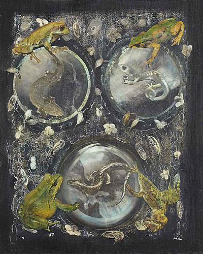 More frogs, 2013
